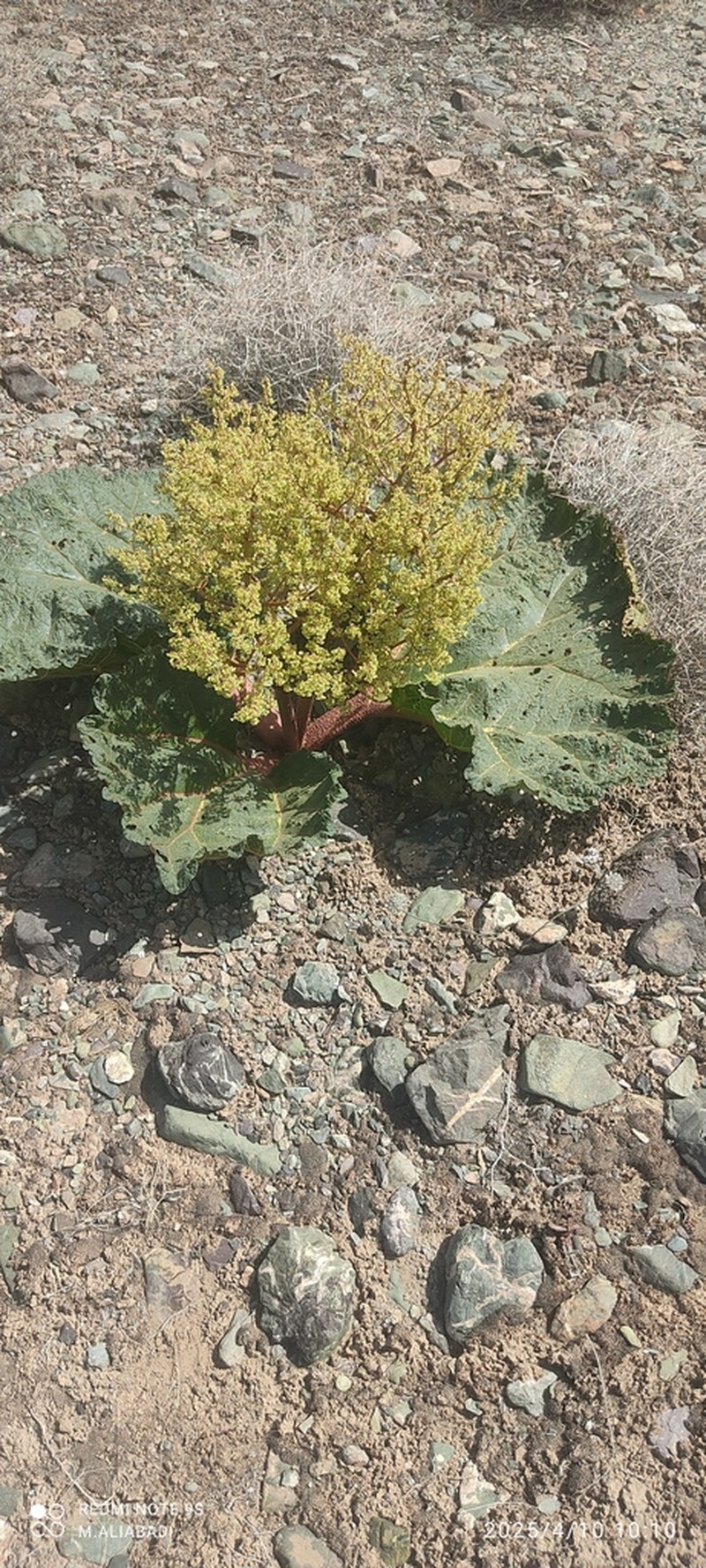 Rheum iranshahrii photo 4