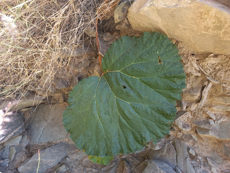 Rheum iranshahrii photo 5
