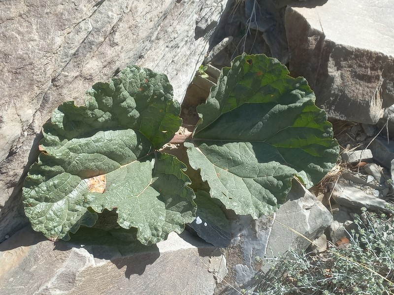 Rheum iranshahrii photo 6