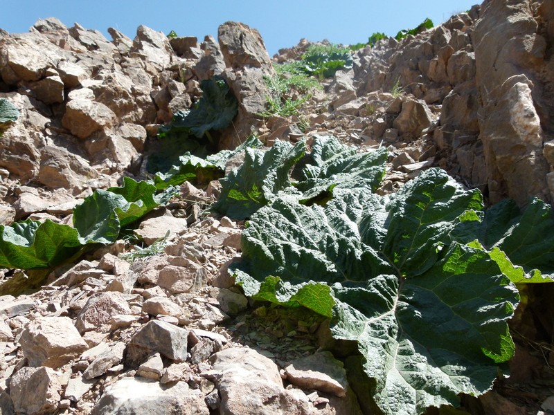 Rheum iranshahrii photo 7
