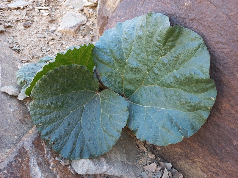 Rheum iranshahrii photo 8