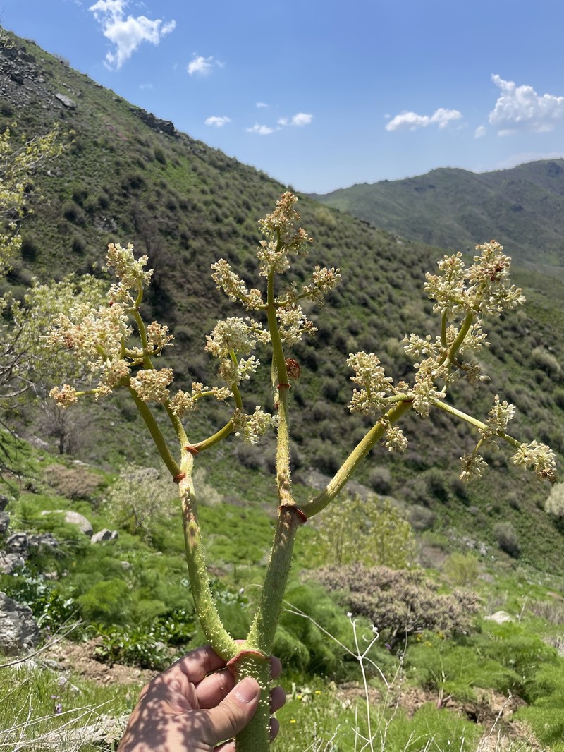 Rheum kordestanicum photo 2