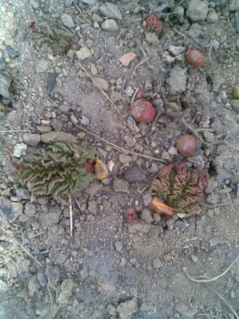 Garden Rhubarb photo 2