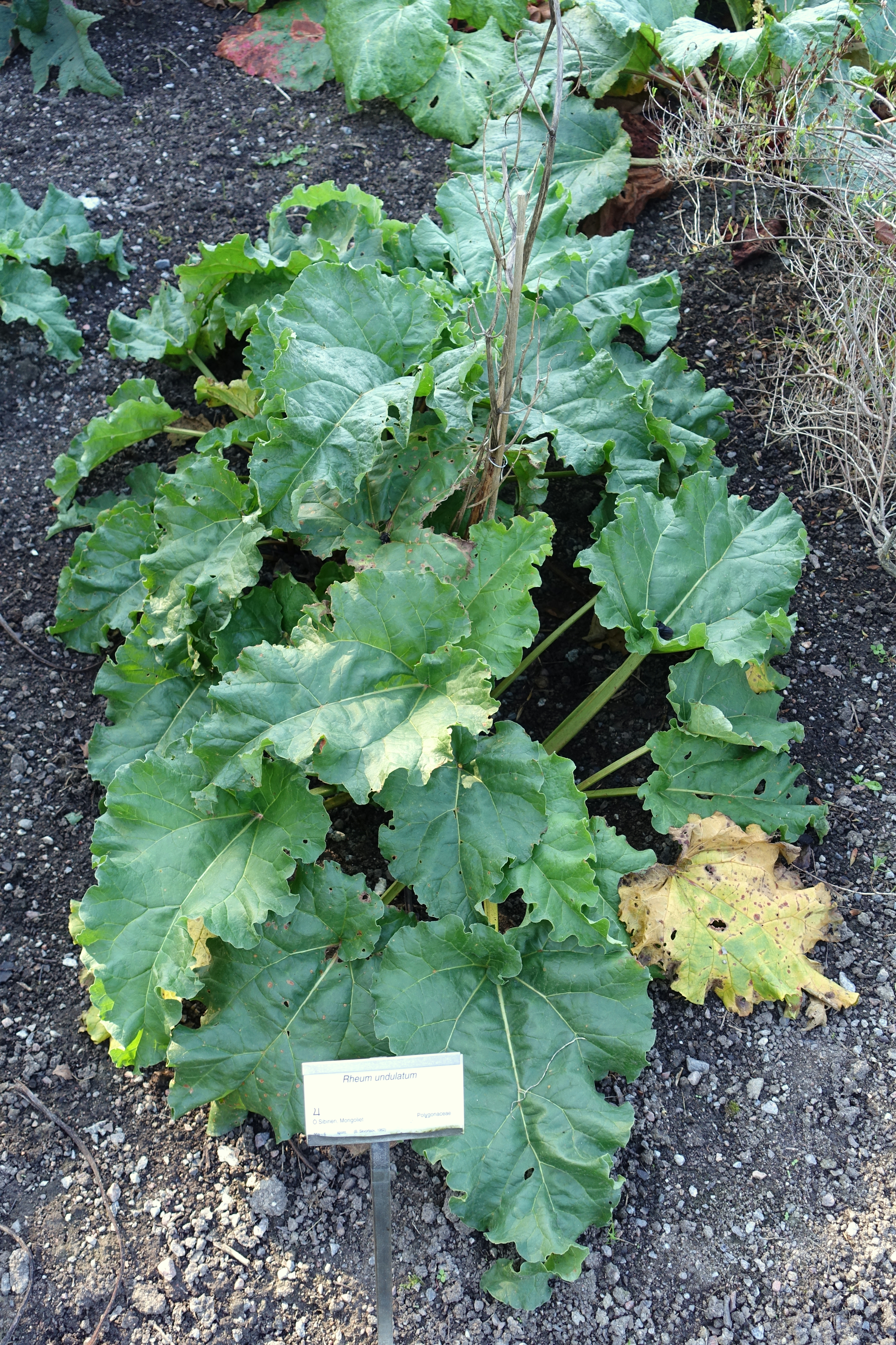 Garden Rhubarb photo 6