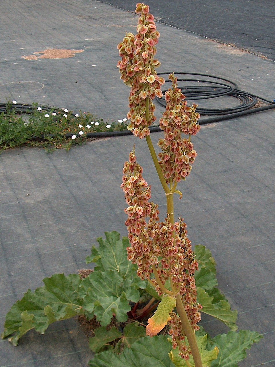 Garden Rhubarb photo 7