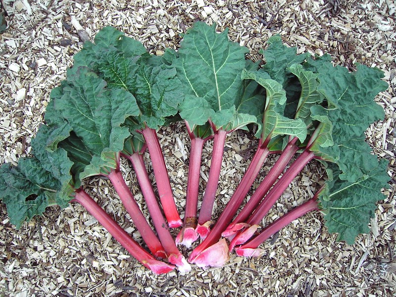 Garden Rhubarb photo 3