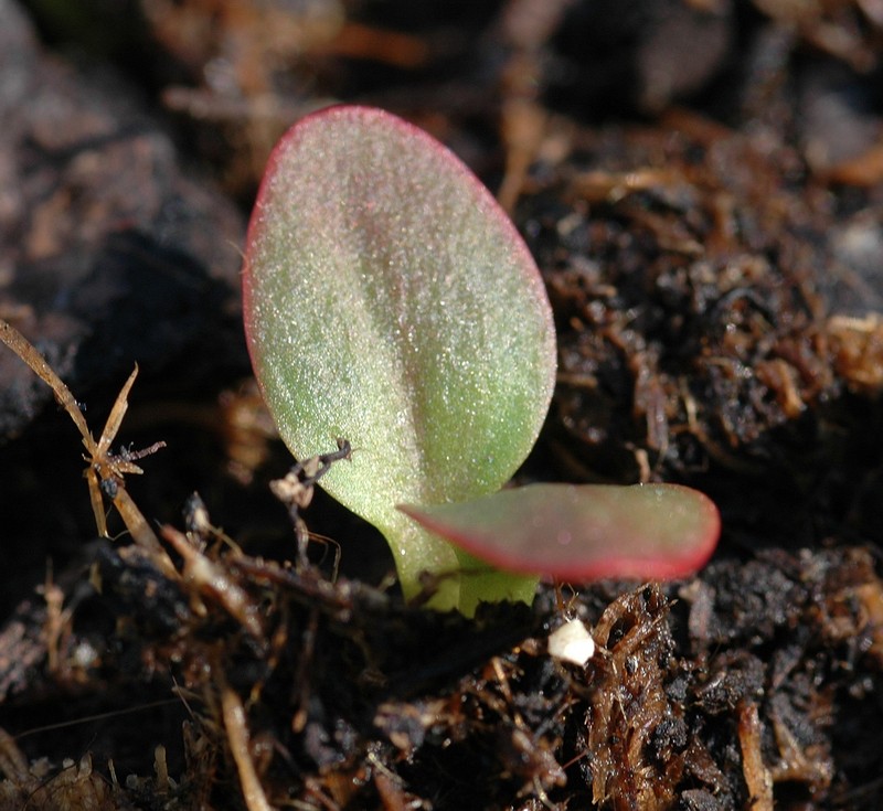 Garden Rhubarb photo 4