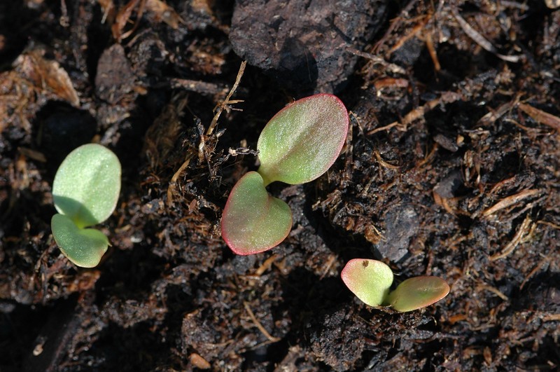 Garden Rhubarb photo 5