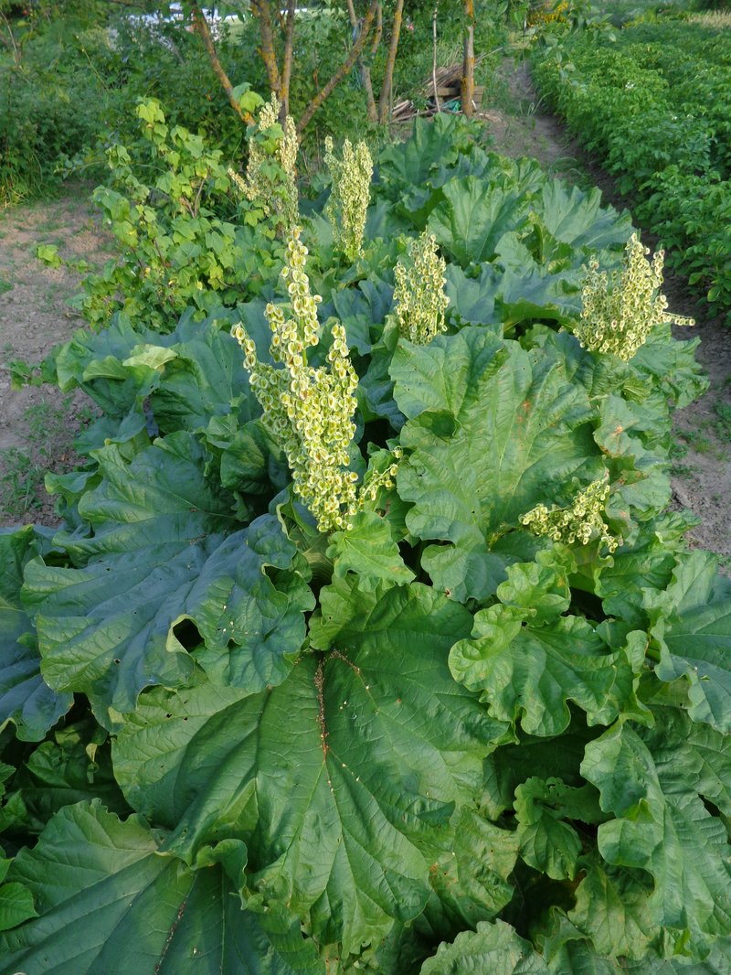 Garden Rhubarb photo 8