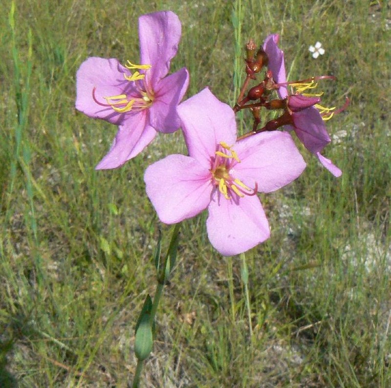 Savannah Meadowbeauty