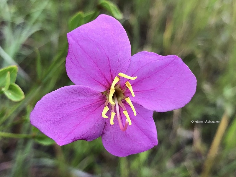 Savannah Meadowbeauty photo 3