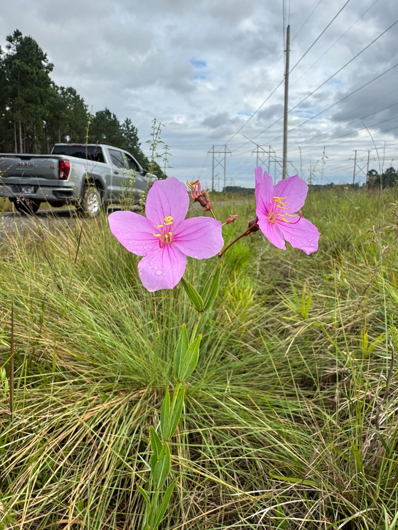 Savannah Meadowbeauty photo 4