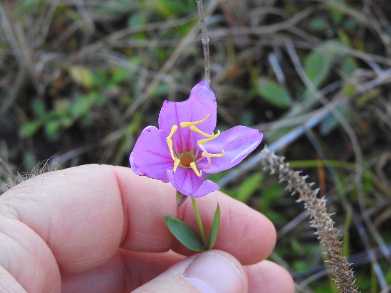 Savannah Meadowbeauty photo 5