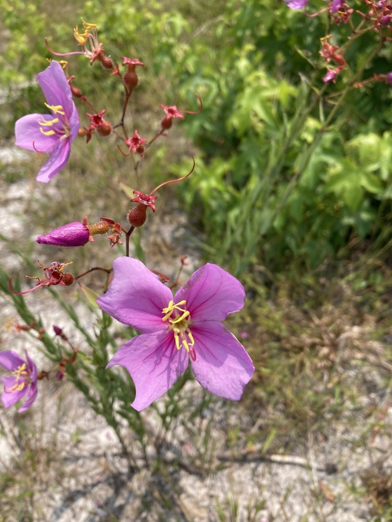 Savannah Meadowbeauty photo 6
