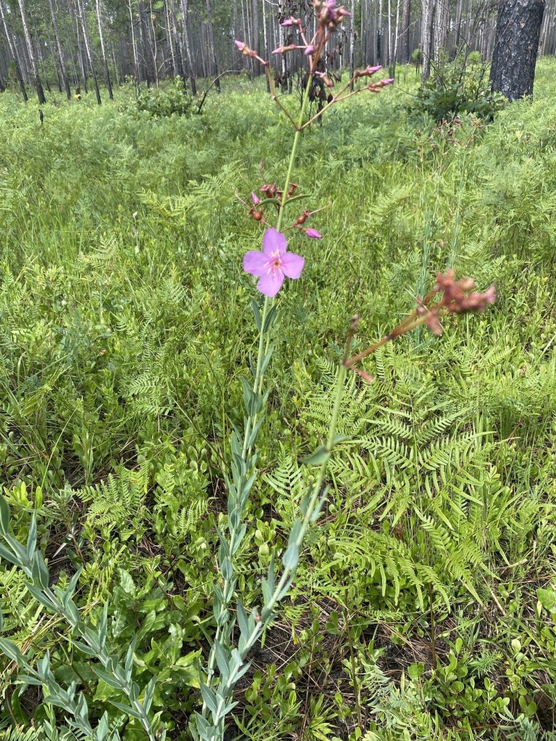 Savannah Meadowbeauty photo 7