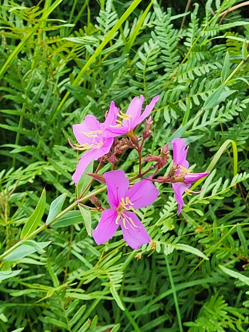 Savannah Meadowbeauty photo 8
