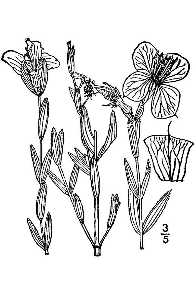 hybrid meadowbeauty