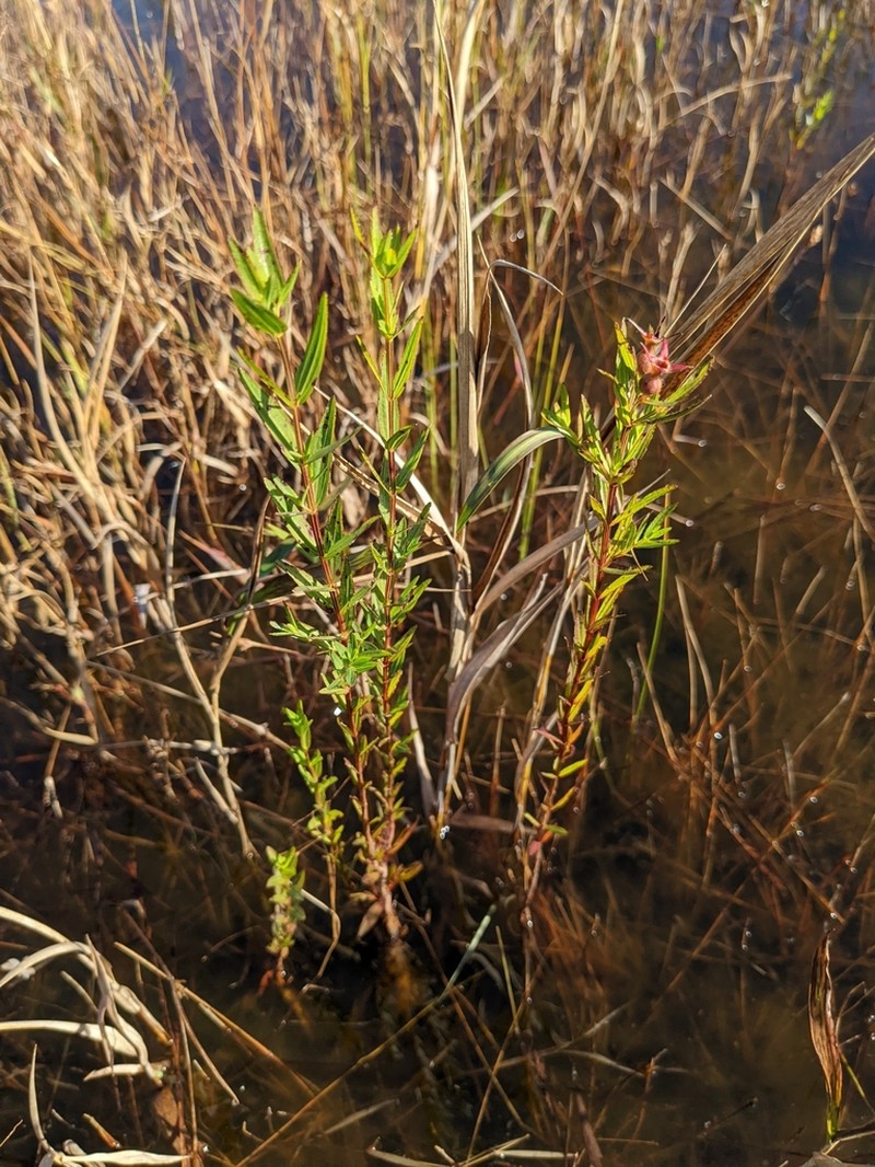 Awnpetal Meadowbeauty photo 5