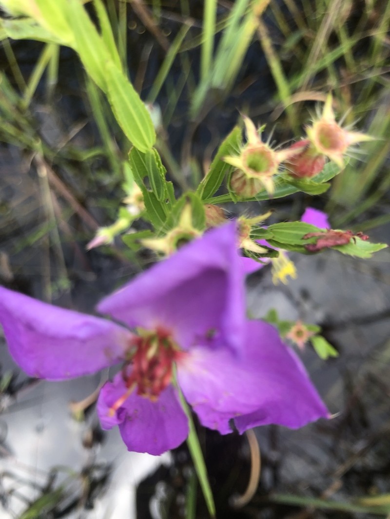 Awnpetal Meadowbeauty photo 6