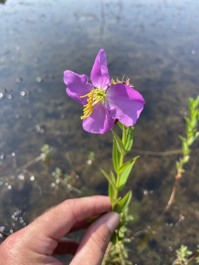 hybrid meadowbeauty photo 2