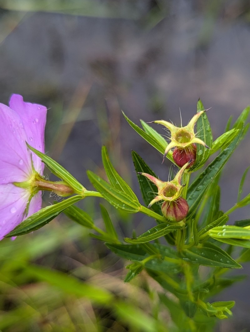 hybrid meadowbeauty photo 3