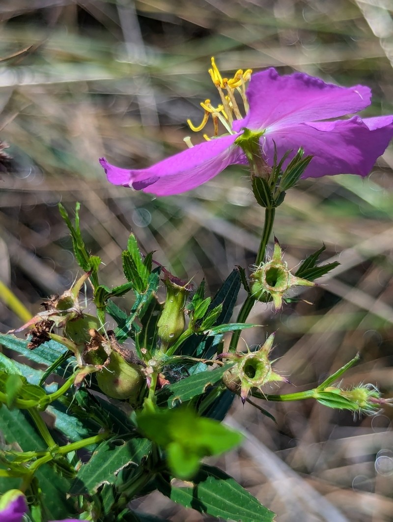 hybrid meadowbeauty photo 7
