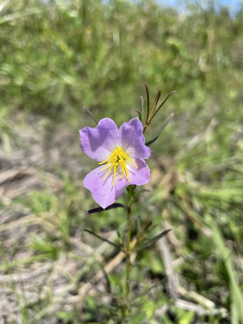 West Indian Meadowbeauty