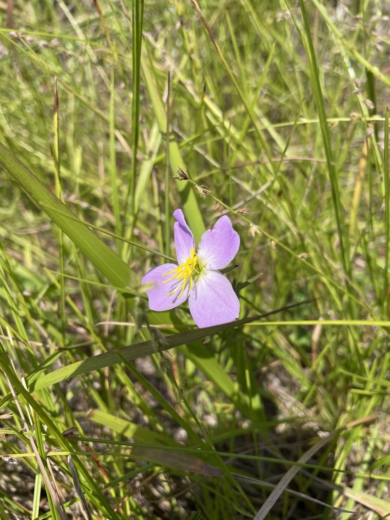West Indian Meadowbeauty photo 2