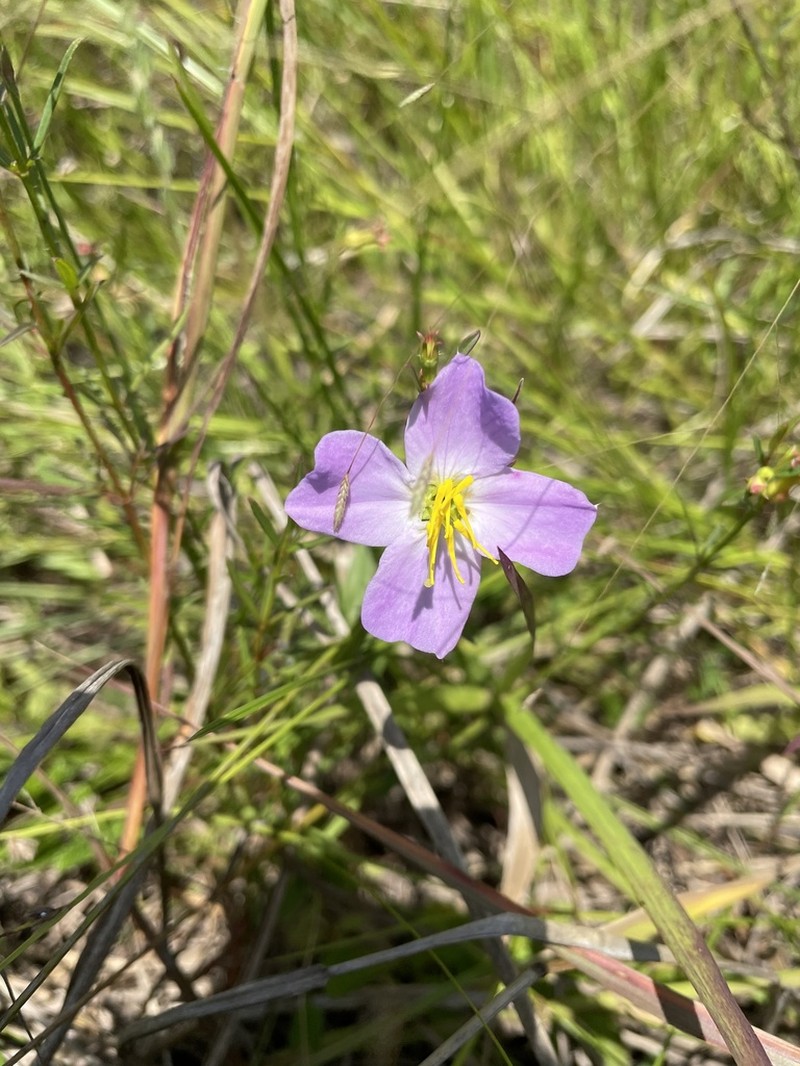 West Indian Meadowbeauty photo 3