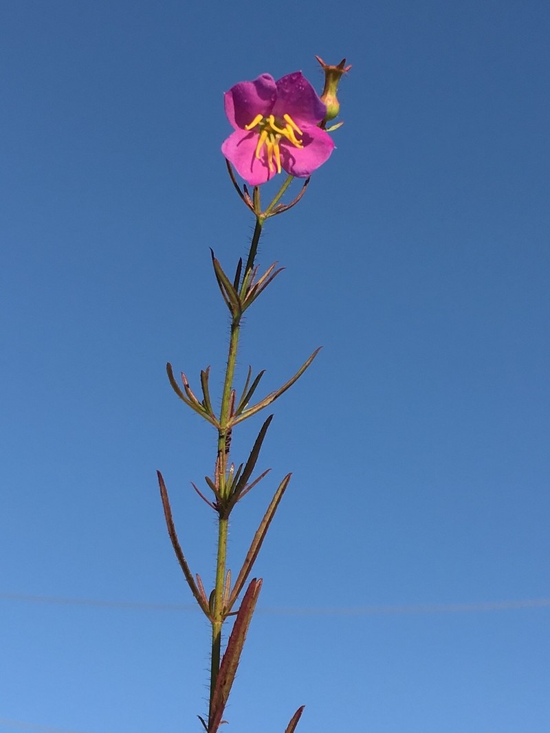 West Indian Meadowbeauty photo 4
