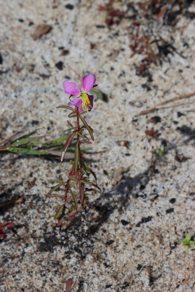 West Indian Meadowbeauty photo 5