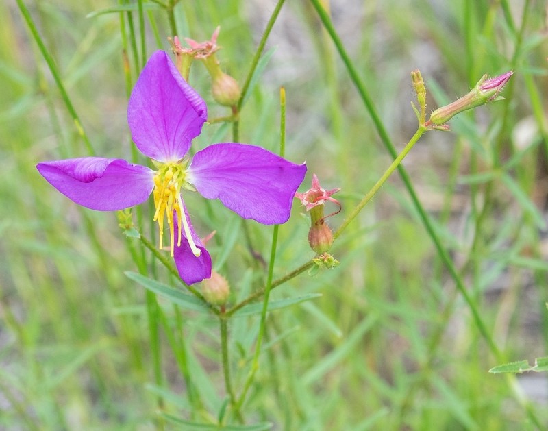 West Indian Meadowbeauty photo 6