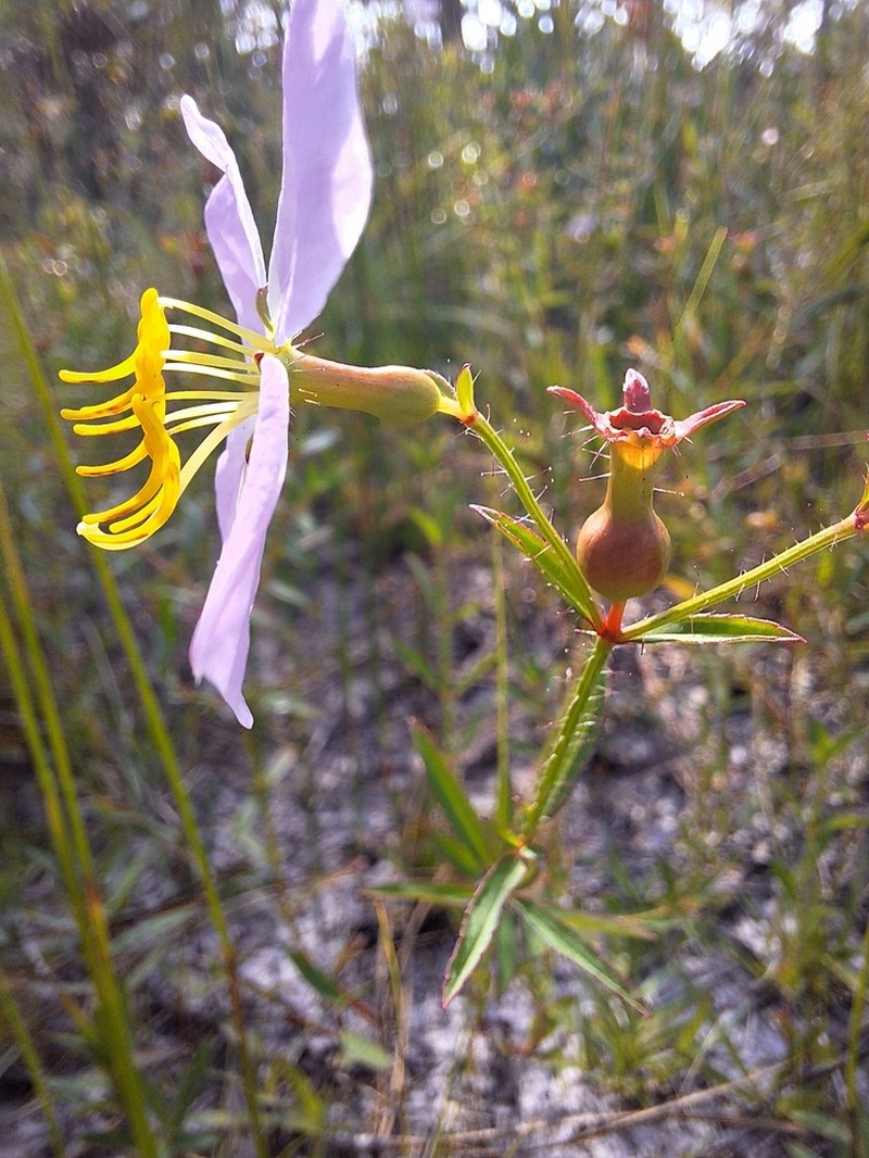 West Indian Meadowbeauty photo 7