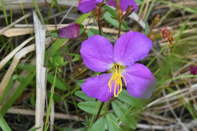 West Indian Meadowbeauty photo 8