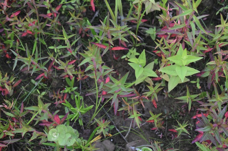 Rhexia interior photo 2