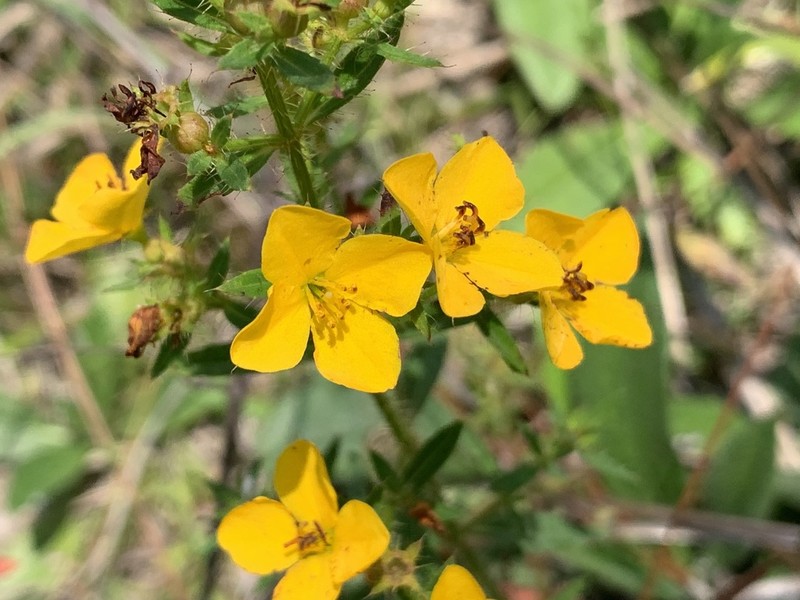 Yellow Meadowbeauty