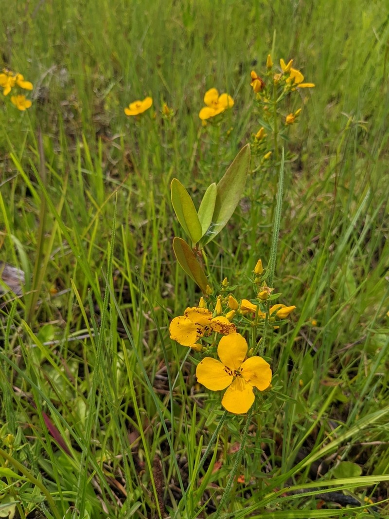 Yellow Meadowbeauty photo 2