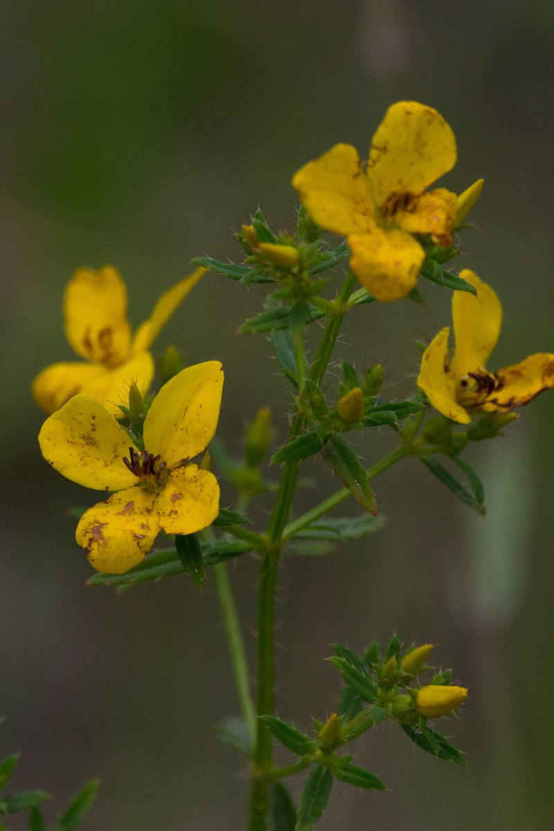 Yellow Meadowbeauty photo 3