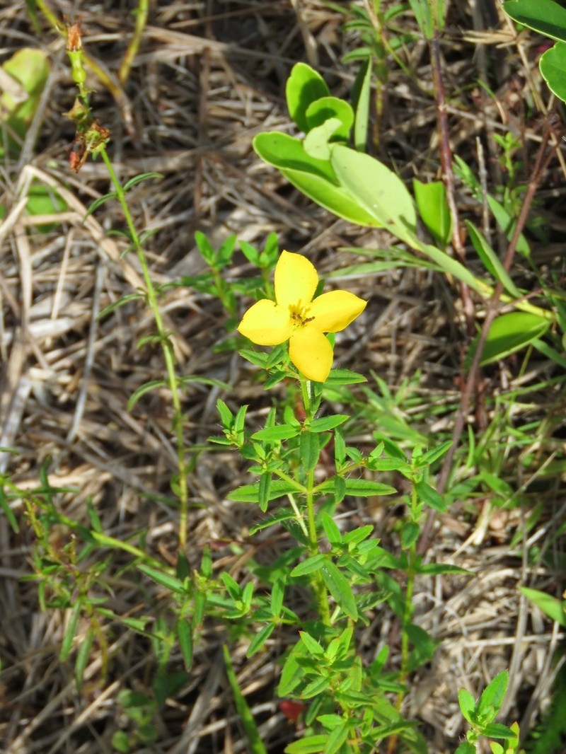Yellow Meadowbeauty photo 4