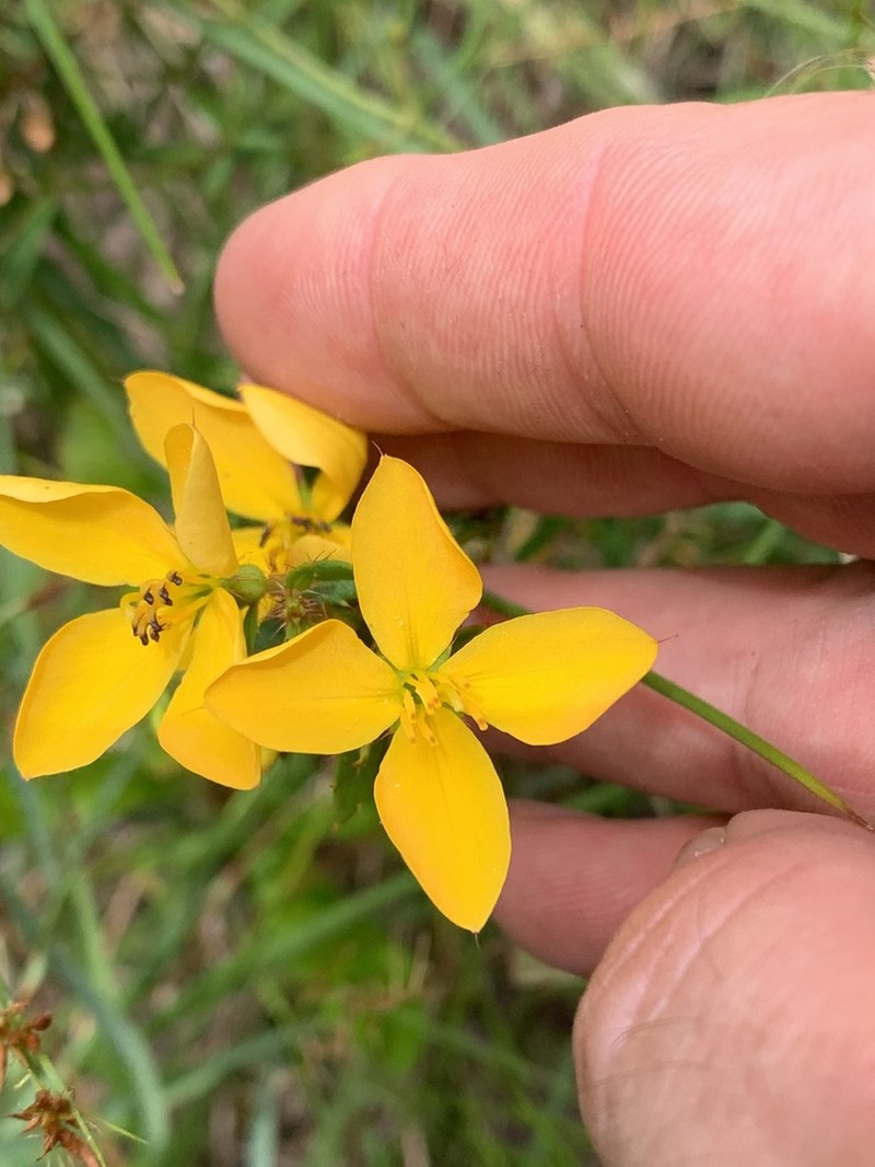 Yellow Meadowbeauty photo 5