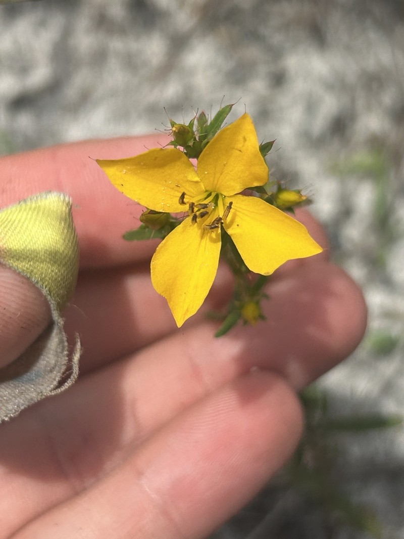 Yellow Meadowbeauty photo 6