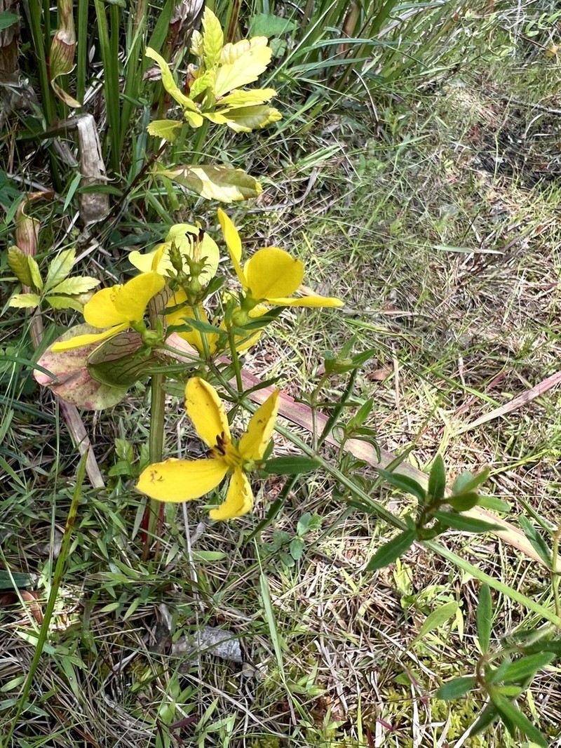 Yellow Meadowbeauty photo 7