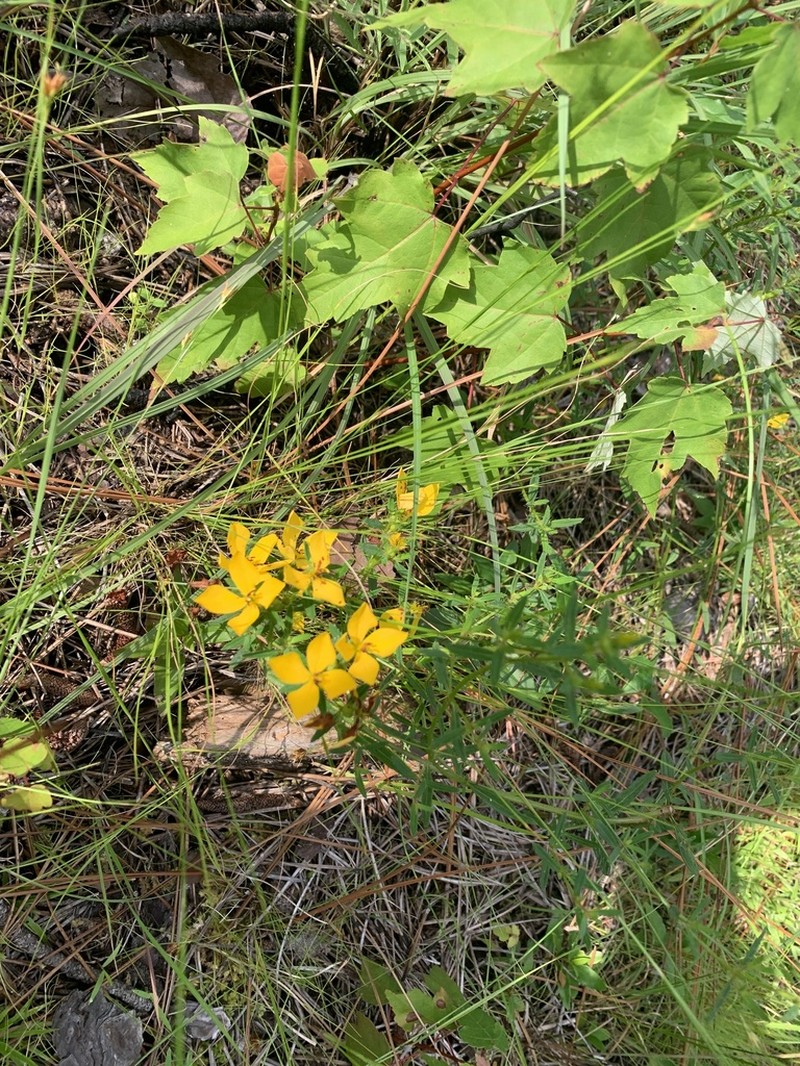 Yellow Meadowbeauty photo 8