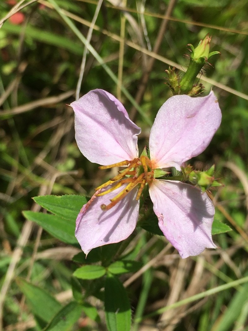 Maryland Meadowbeauty photo 4