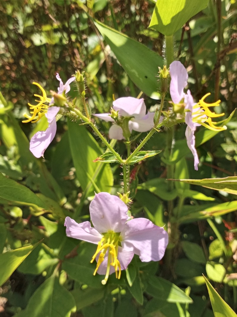 Maryland Meadowbeauty photo 5