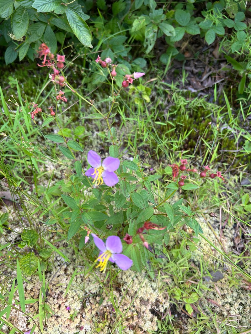 Maryland Meadowbeauty photo 6