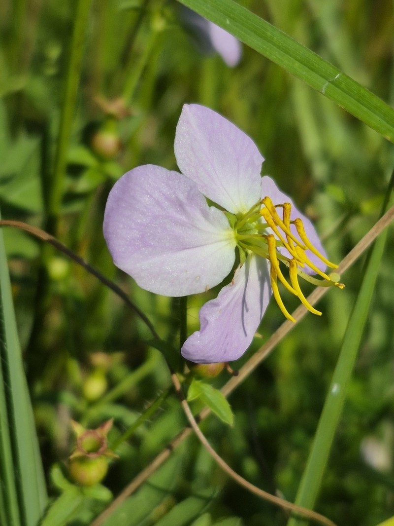 Maryland Meadowbeauty photo 7