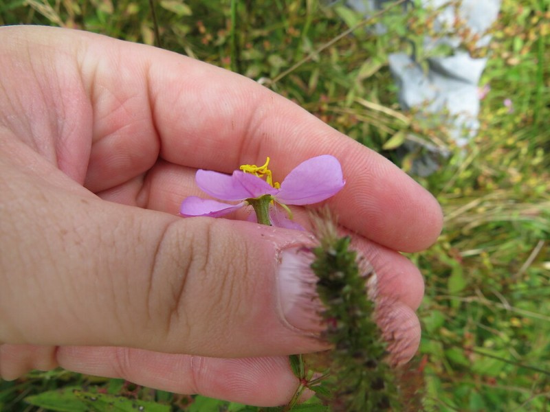 Maryland Meadowbeauty photo 8