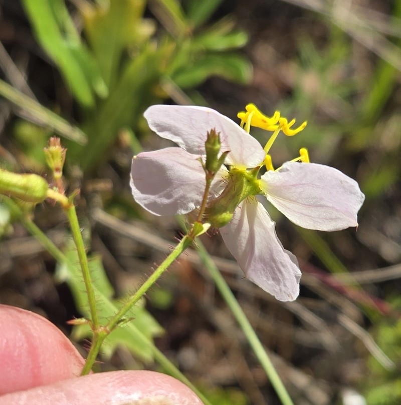 Rhexia mariana var. exalbida photo 2