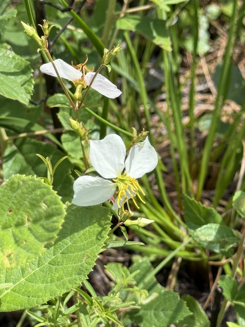 Rhexia mariana var. exalbida photo 3